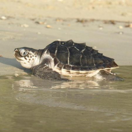 Secret Paradise Resort & Turtle Sanctuary San Vicente  Exterior photo
