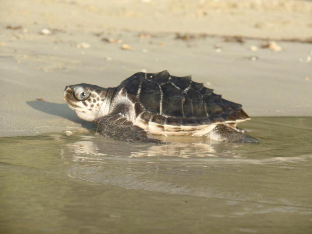 Secret Paradise Resort & Turtle Sanctuary San Vicente  Exterior photo