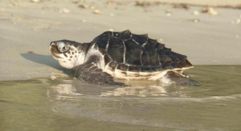 Secret Paradise Resort & Turtle Sanctuary San Vicente  Exterior photo