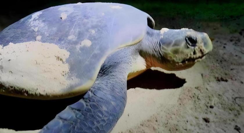 Secret Paradise Resort & Turtle Sanctuary San Vicente  Exterior photo