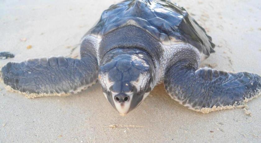 Secret Paradise Resort & Turtle Sanctuary San Vicente  Exterior photo