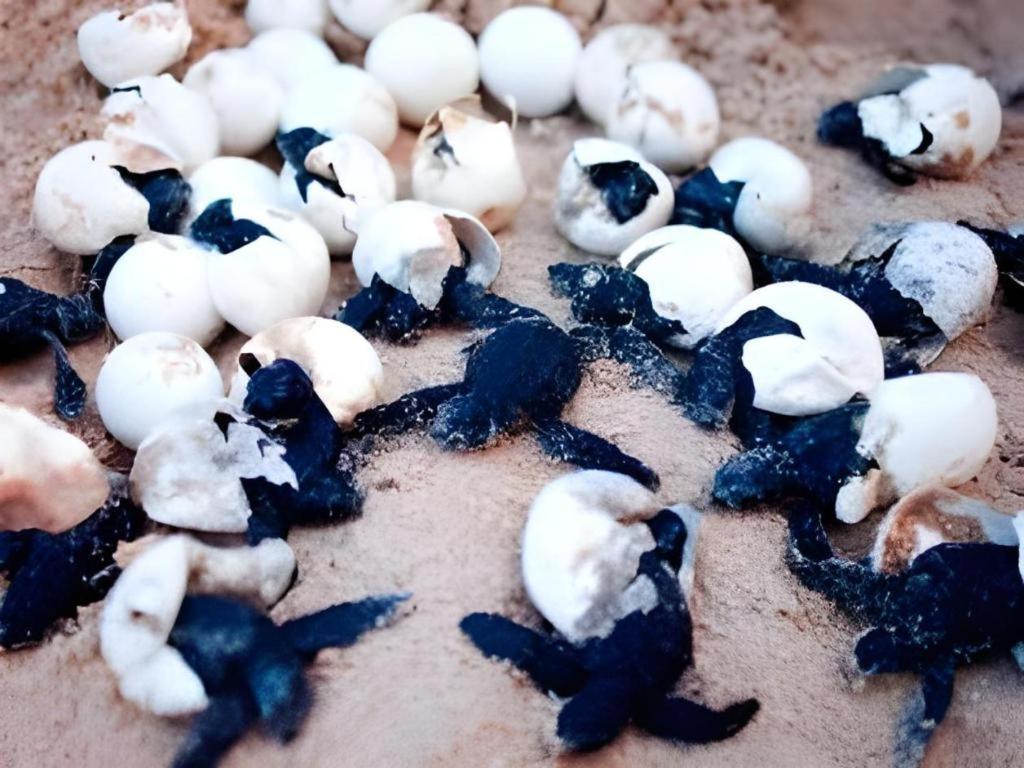 Secret Paradise Resort & Turtle Sanctuary San Vicente  Exterior photo